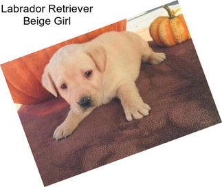 Labrador Retriever Beige Girl