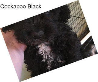 Cockapoo Black