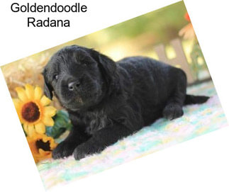 Goldendoodle Radana