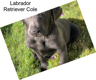 Labrador Retriever Cole