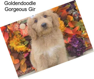 Goldendoodle Gorgeous Gir