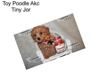 Toy Poodle Akc Tiny Jor