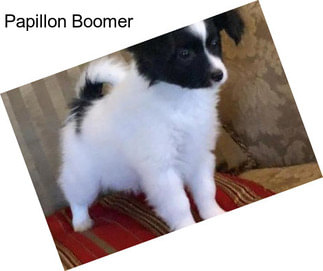 Papillon Boomer