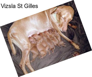 Vizsla St Gilles