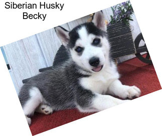 Siberian Husky Becky