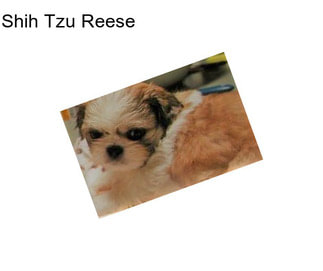 Shih Tzu Reese