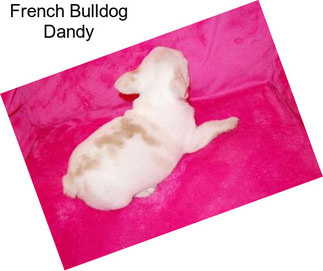 French Bulldog Dandy