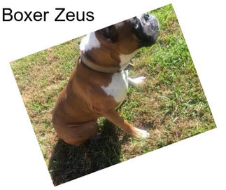 Boxer Zeus