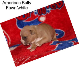 American Bully Fawn/white