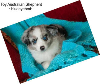 Toy Australian Shepherd ~blueeyebmf~