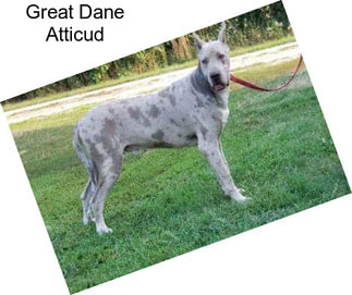 Great Dane Atticud