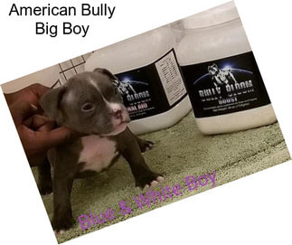 American Bully Big Boy