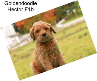 Goldendoodle Hector F1b