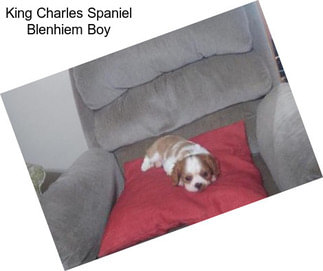 King Charles Spaniel Blenhiem Boy