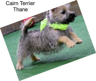 Cairn Terrier Thane