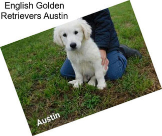 English Golden Retrievers Austin