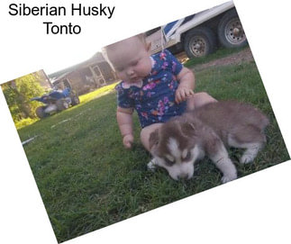 Siberian Husky Tonto