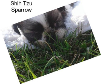 Shih Tzu Sparrow