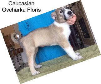 Caucasian Ovcharka Floris