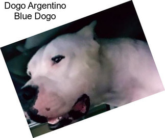 Dogo Argentino Blue Dogo