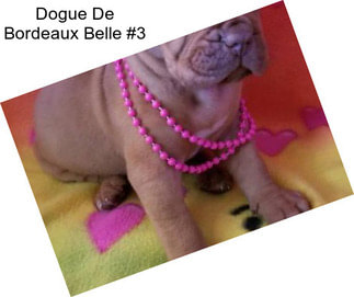 Dogue De Bordeaux Belle #3