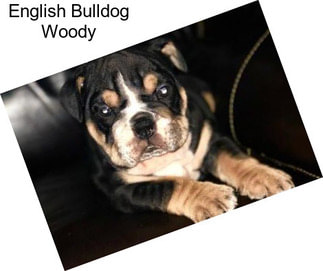 English Bulldog Woody