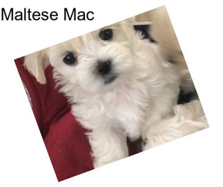 Maltese Mac
