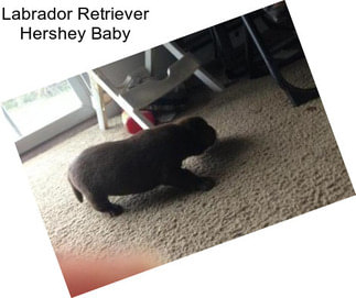 Labrador Retriever Hershey Baby