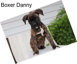 Boxer Danny