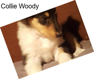 Collie Woody