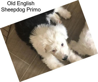 Old English Sheepdog Primo