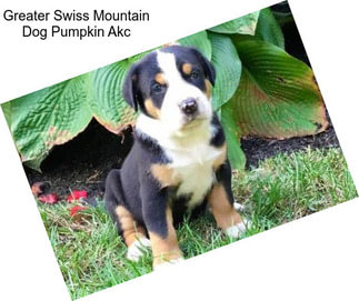 Greater Swiss Mountain Dog Pumpkin Akc