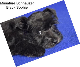 Miniature Schnauzer Black Sophie