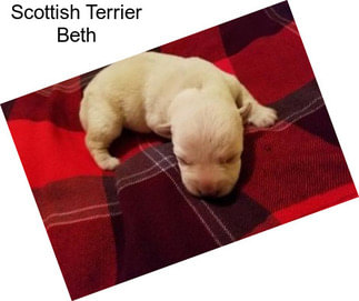 Scottish Terrier Beth