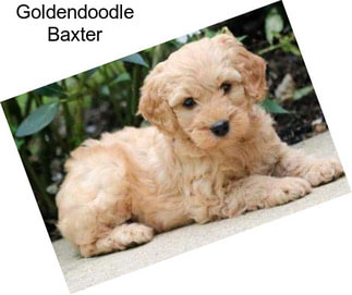 Goldendoodle Baxter