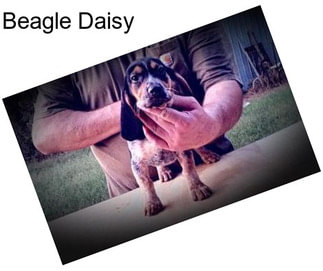 Beagle Daisy