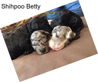 Shihpoo Betty