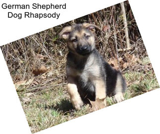 German Shepherd Dog Rhapsody