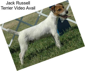 Jack Russell Terrier Video Avail