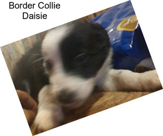 Border Collie Daisie