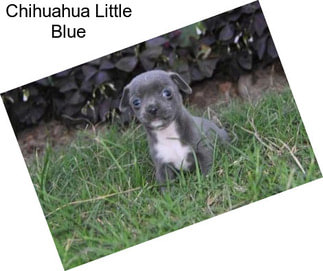 Chihuahua Little Blue