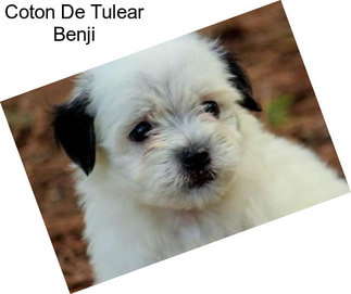 Coton De Tulear Benji