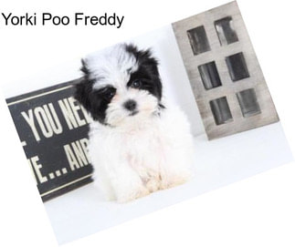 Yorki Poo Freddy