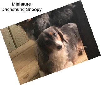 Miniature Dachshund Snoopy