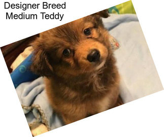 Designer Breed Medium Teddy