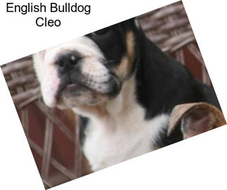 English Bulldog Cleo