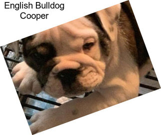 English Bulldog Cooper