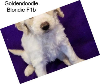 Goldendoodle Blondie F1b