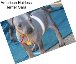 American Hairless Terrier Sara