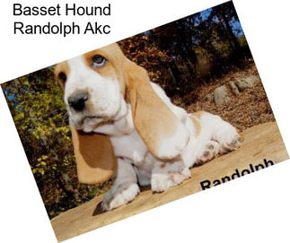 Basset Hound Randolph Akc